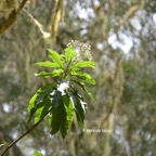 Psiadia laurifolia Bois de tabac Asteraceae Endémique La Réunion 759.jpeg